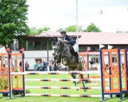 jumper Catch me if you can 60 (German Sport Horse, 2018, from Catch)