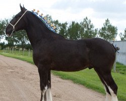 Pferd Willow Way Poncho (Clydesdale, 2015, von Deighton Zoom)