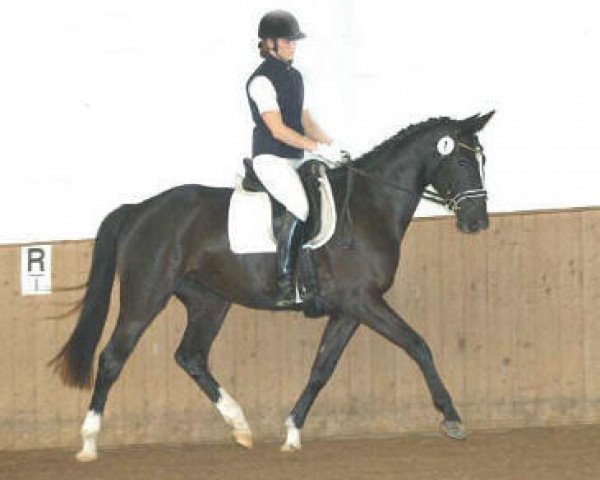 broodmare Grace Note (Trakehner, 2003, from Alter Fritz)