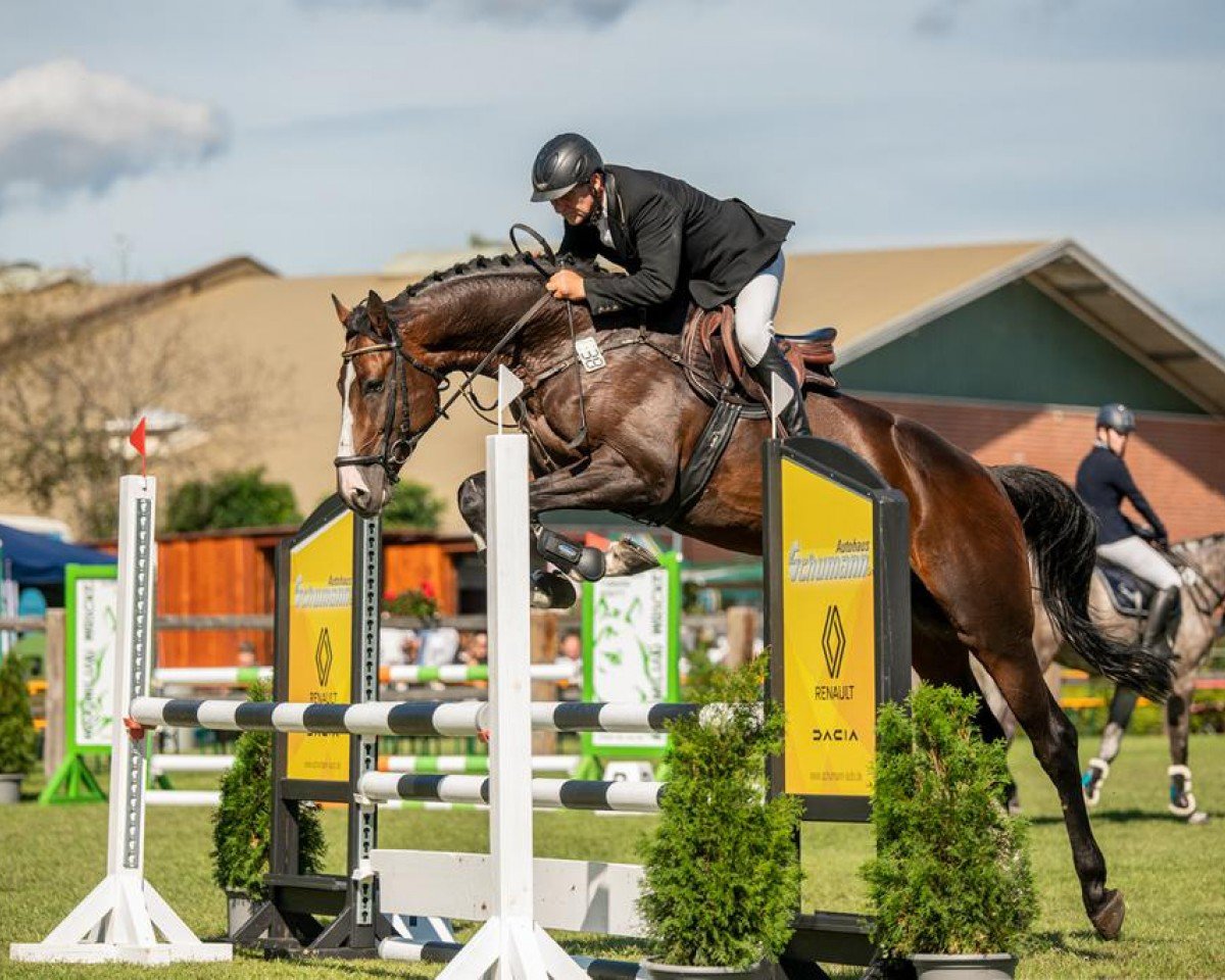 stallion Hagbar du Lozon - BLUE DIAMOND (Selle Français, 2017, from Balou du Rouet)