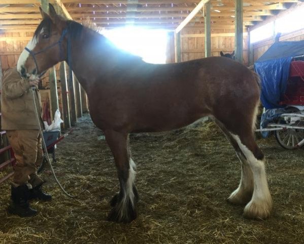 Pferd Willow Way Poppy (Clydesdale, 2015, von Calico Great Galaxy)