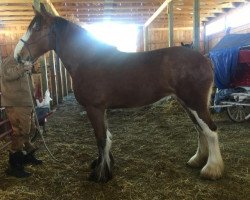 horse Willow Way Poppy (Clydesdale, 2015, from Calico Great Galaxy)