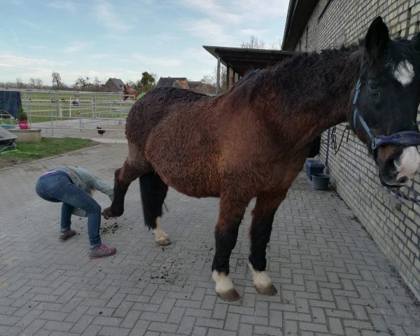 broodmare Dolby Surround (Westphalian, 1993, from Dinard L)