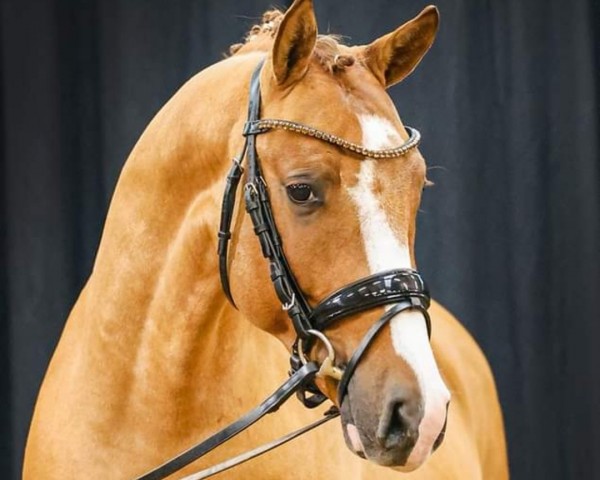 dressage horse Donington (German Riding Pony, 2021, from Kastanienhof Donnertrommler)