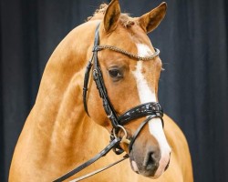 Dressurpferd Donington (Deutsches Reitpony, 2021, von Kastanienhof Donnertrommler)