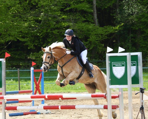 jumper Lara Lou (Haflinger, 2015, from Arsenal)