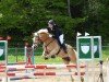 jumper Lara Lou (Haflinger, 2015, from Arsenal)