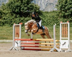 Springpferd Amicelli 17 (Haflinger, 2020)