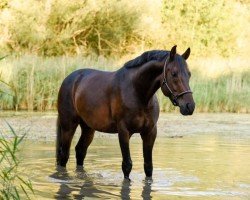 Dressurpferd Spirit's Oscar (Zweibrücker, 2012, von Spirit of Colour)