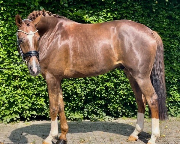 dressage horse Belmondo DS (Westphalian, 2018, from Callaho's Benicio)