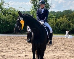 dressage horse Seifur 4 (Hanoverian, 2018, from Secret)