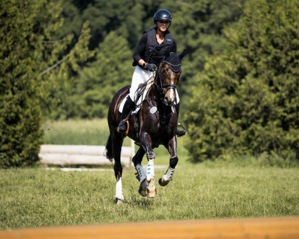 broodmare Königstochter (German Warmblood, 2018, from Bezant GF)