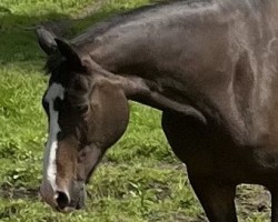 broodmare Wotschina (Hanoverian, 2006, from White Star)