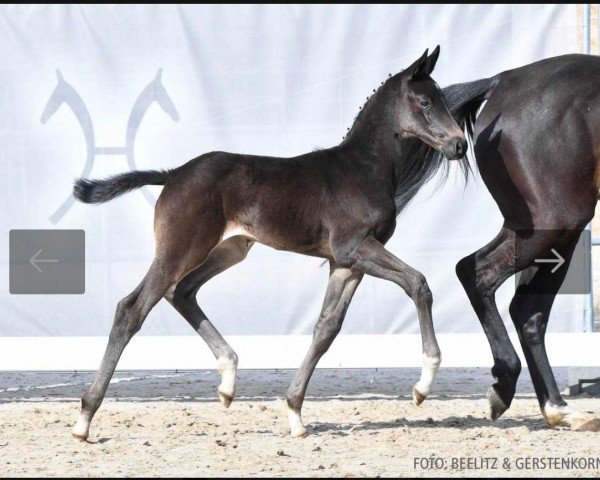 dressage horse Total L'Amour (Hanoverian, 2023, from Total McLaren)