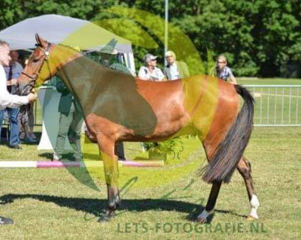 Springpferd Mabeline's Hattrick (New-Forest-Pony, 2015, von Slangenburg's Alexander)