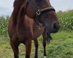 broodmare Clara VII (Holsteiner, 2010, from Landos)