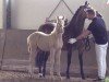 foal by Gold Galant (German Riding Pony, 2024, from Golden Grey NRW)