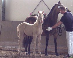 Fohlen von Gold Galant (Deutsches Reitpony, 2024, von Golden Grey NRW)