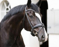 dressage horse Adriano 246 (Westphalian, 2014, from All At Once)