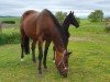 broodmare Orangina (German Sport Horse, 2010, from Antaeus)