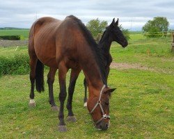 broodmare Orangina (German Sport Horse, 2010, from Antaeus)