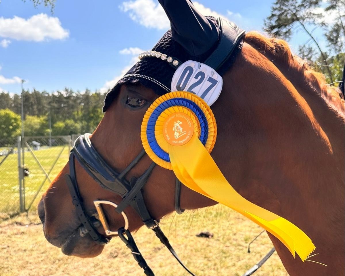 broodmare Be My Highness Cvh (German Riding Pony, 2014, from Dance Star AT NRW)