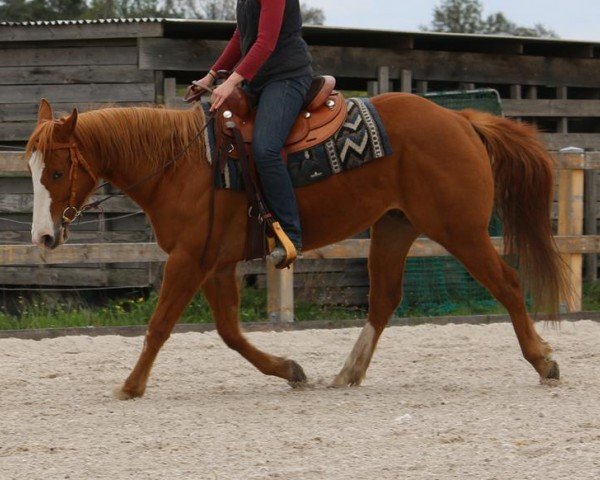 Pferd CTs Goldfire O Lena (Paint Horse, 2019)