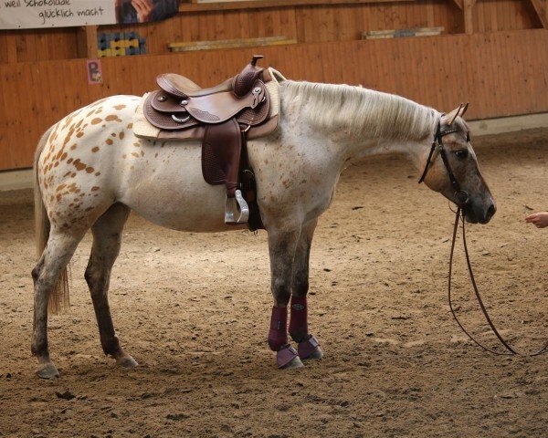 horse THR Powerful Taima (Appaloosa, 2015)