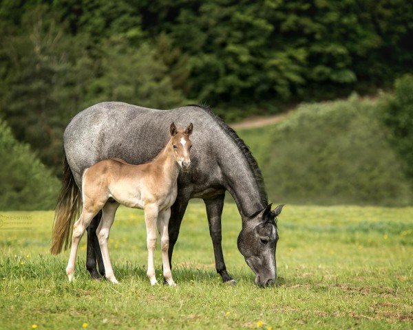 Fohlen Chex Silver Snow (Quarter Horse, 2024)