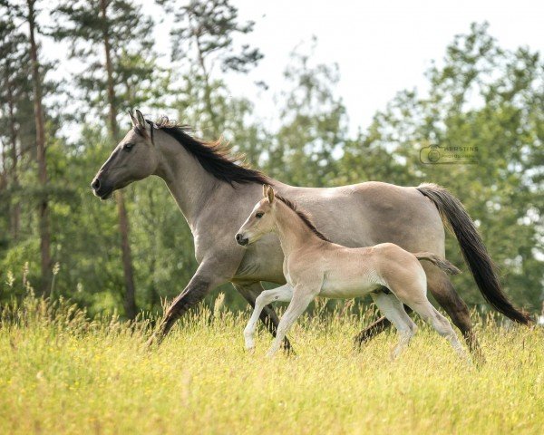 Pferd Max Silver Dun It (Quarter Horse, 2024)