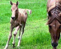 foal Holly (Quarter Horse, 2024)