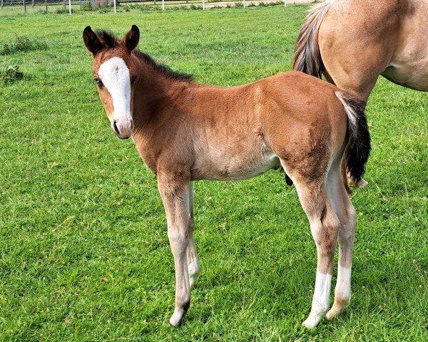 foal Gold Digger MS (Quarter Horse, 2024)