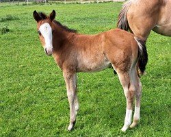 foal Gold Digger MS (Quarter Horse, 2024)