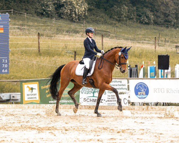 dressage horse Little Fire H (Rhinelander, 2015, from Lord Luigi H)