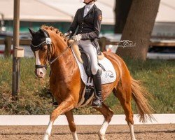 dressage horse Organist K WE (German Riding Pony, 2015, from Ombre)