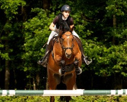 jumper Surprise (Swiss Warmblood, 2012, from Unbekannt SUI)