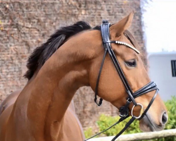 Springpferd Hennessys's Secret (KWPN (Niederländisches Warmblut), 2018, von Hennessy)