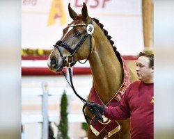 jumper Orient Express ES (Schwedisches Warmblut, 2019, from Nixon van 't Meulenhof)