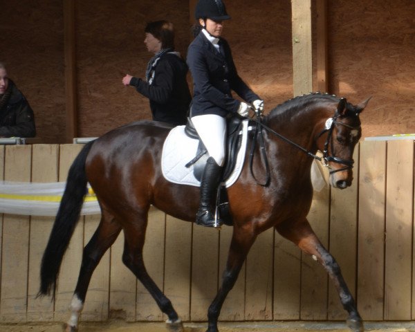 jumper Ricarane D (Hanoverian, 2008, from Riccione)