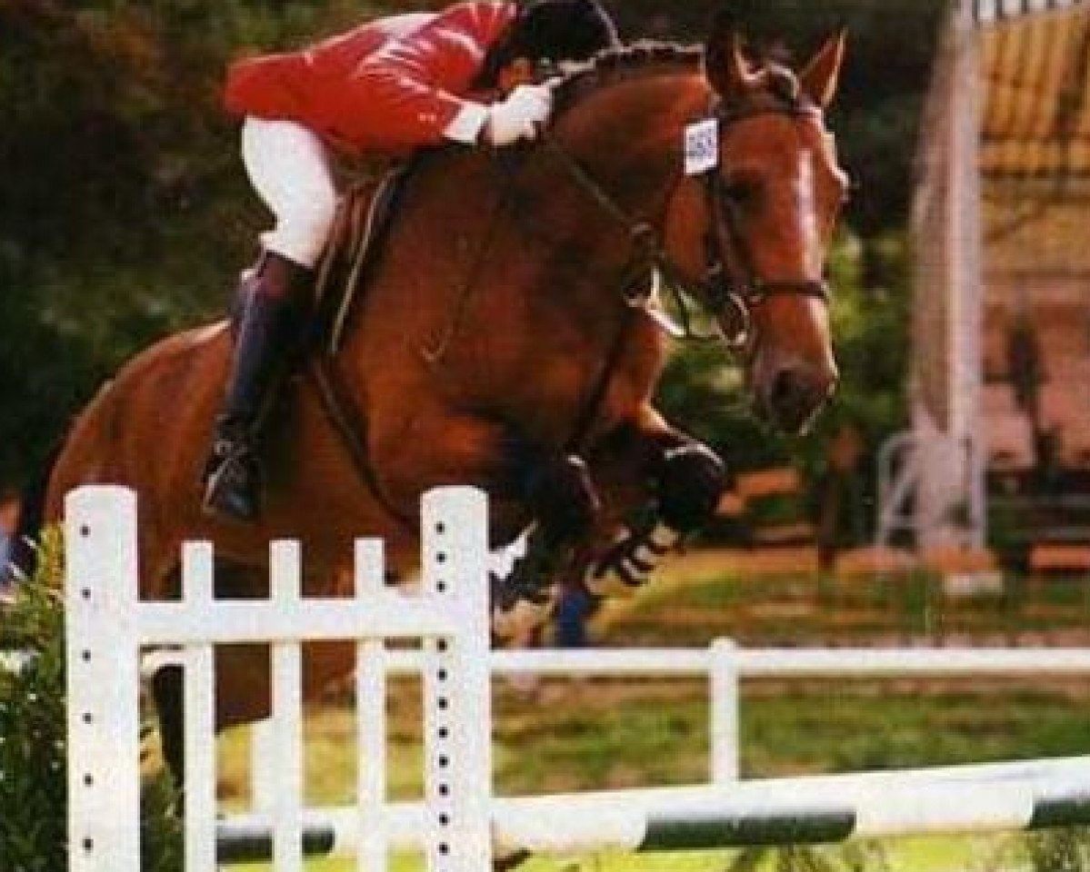 Deckhengst Quabri de Laleu (Selle Français, 1982, von Galoubet A)