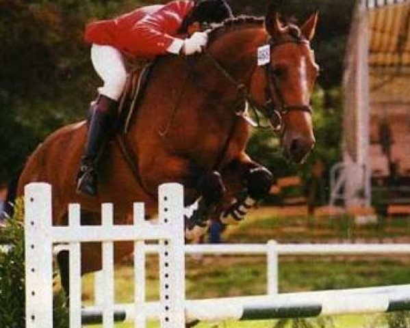 stallion Quabri de Laleu (Selle Français, 1982, from Galoubet A)