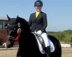 dressage horse Yellow Spencer (Westphalian, 2013, from Sunday)