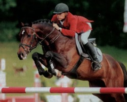 stallion Quebec (Oldenburg, 1996, from Quick Star)