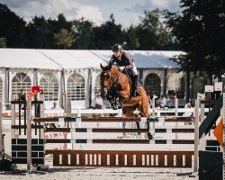 jumper Phoenixx (Hanoverian, 2015, from Perigueux)