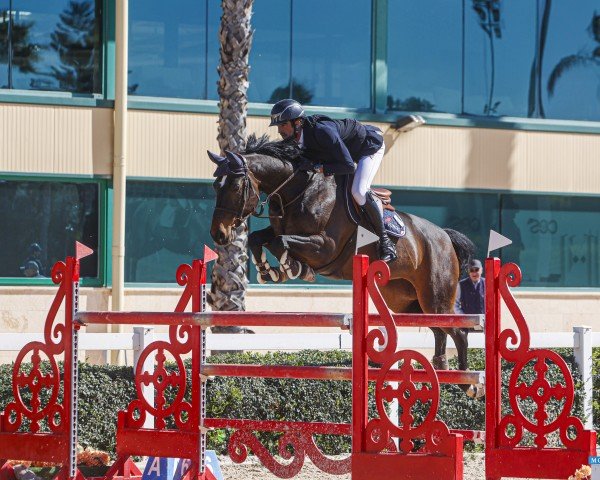 Springpferd Castlerichmond Candy (Irish Sport Horse, 2014, von Sligo Candy Boy)