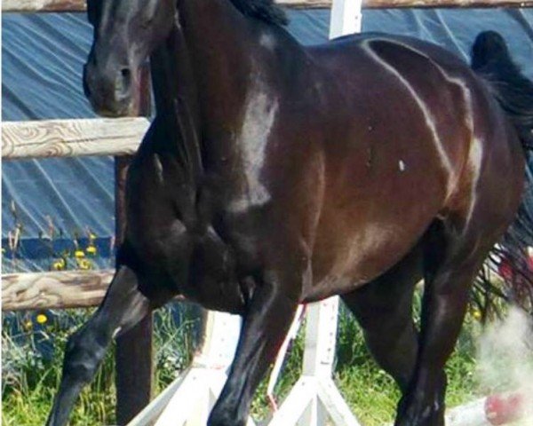 broodmare Shakira Xxxiii (Hanoverian, 2009, from Silberschmied)