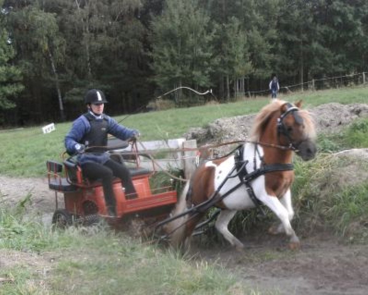 Deckhengst Aron van de Bekkenkamp (Shetland Pony, 2007, von Prins van de Bekkenkamp)