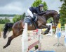 jumper Baghira 103 (German Sport Horse, 2015, from Buckingham)