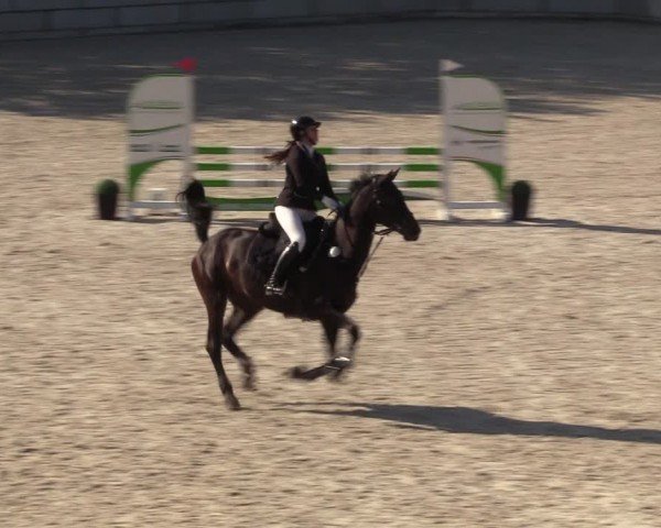Reitturnier Dorfchemnitz 2024