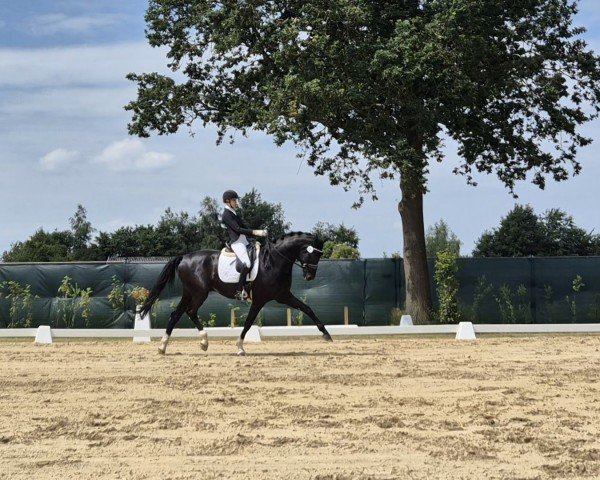 dressage horse Sinestro 7 (Hanoverian, 2018, from Secret)